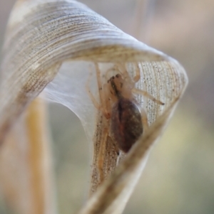 Cheiracanthium sp. (genus) at Belconnen, ACT - 20 Aug 2023