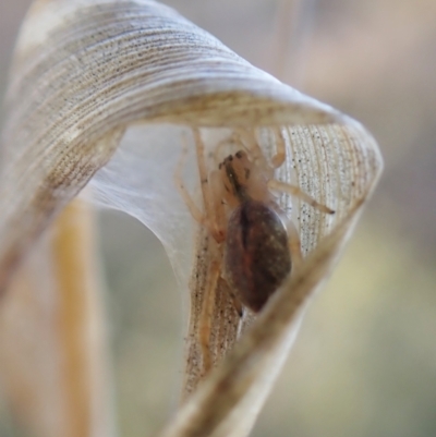 Cheiracanthium sp. (genus) (Unidentified Slender Sac Spider) at Mount Painter - 20 Aug 2023 by CathB