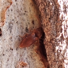 Austrocardiophorus sp. (genus) (Click beetle) at Belconnen, ACT - 25 Aug 2023 by CathB