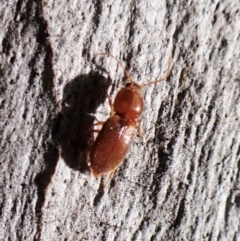 Austrocardiophorus sp. (genus) at Aranda Bushland - 25 Aug 2023 03:01 PM