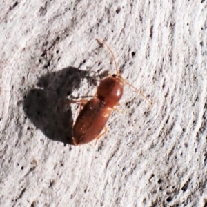 Austrocardiophorus sp. (genus) at Aranda Bushland - 25 Aug 2023