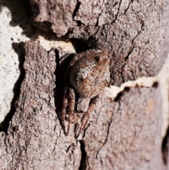 Socca pustulosa (Knobbled Orbweaver) at Mount Painter - 25 Aug 2023 by CathB