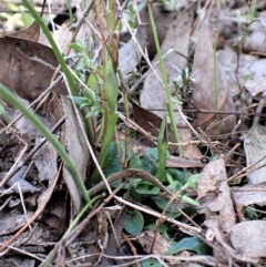 Pterostylis pedunculata (Maroonhood) at Belconnen, ACT - 25 Aug 2023 by CathB
