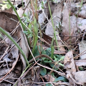 Pterostylis pedunculata at Belconnen, ACT - suppressed