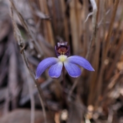 Cyanicula caerulea (Blue Fingers, Blue Fairies) at Aranda Bushland - 25 Aug 2023 by CathB