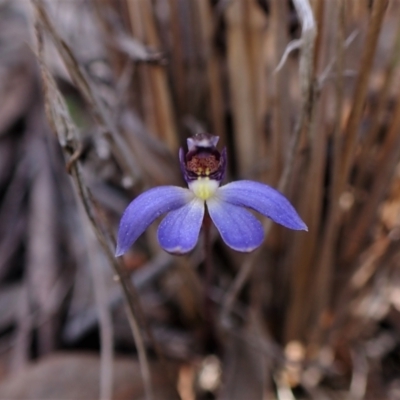 Cyanicula caerulea (Blue Fingers, Blue Fairies) at Belconnen, ACT - 25 Aug 2023 by CathB