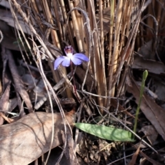 Cyanicula caerulea at Belconnen, ACT - 25 Aug 2023