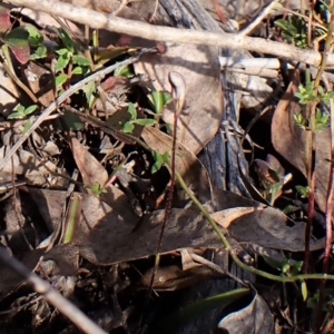 Cyanicula caerulea at Belconnen, ACT - 25 Aug 2023