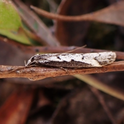 Philobota stella (A concealer moth) at Point 3852 - 25 Aug 2023 by CathB