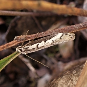 Philobota stella at Belconnen, ACT - 25 Aug 2023 03:41 PM