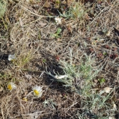 Leucochrysum albicans subsp. tricolor (Hoary Sunray) at Isaacs, ACT - 29 Aug 2023 by Mike