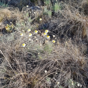 Leucochrysum albicans subsp. tricolor at Isaacs, ACT - 29 Aug 2023 03:16 PM