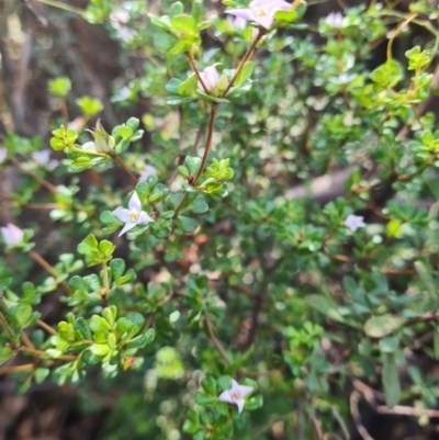 Boronia algida (Alpine Boronia) at Cotter River, ACT - 20 Aug 2023 by LukeMcElhinney