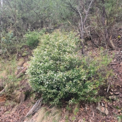 Leionema lamprophyllum subsp. obovatum (Shiny Phebalium) at Cotter River, ACT - 28 Aug 2023 by LukeMcElhinney