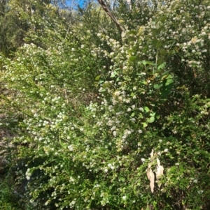 Leionema lamprophyllum subsp. obovatum at Cotter River, ACT - suppressed