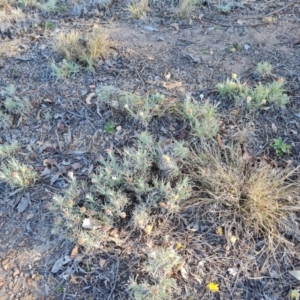 Leucochrysum albicans subsp. tricolor at Isaacs, ACT - 29 Aug 2023