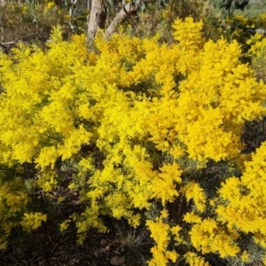 Acacia buxifolia subsp. buxifolia at Farrer, ACT - 29 Aug 2023