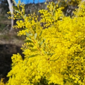 Acacia buxifolia subsp. buxifolia at Farrer, ACT - 29 Aug 2023