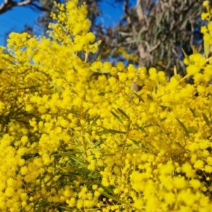 Acacia buxifolia subsp. buxifolia at Farrer, ACT - 29 Aug 2023