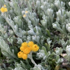 Chrysocephalum apiculatum (Common Everlasting) at Acton, ACT - 29 Aug 2023 by JohnGiacon