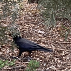 Corvus coronoides / mellori (Australian / Little Raven) at Canberra, ACT - 29 Aug 2023 by JohnGiacon