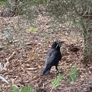 Corvus coronoides / mellori at Canberra, ACT - 29 Aug 2023