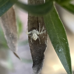 Lehtinelagia prasina (Leek-green flower spider) at QPRC LGA - 29 Aug 2023 by Hejor1