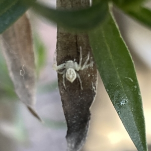 Lehtinelagia prasina at Greenleigh, NSW - 29 Aug 2023 03:51 PM