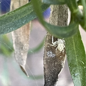 Lehtinelagia prasina at Greenleigh, NSW - 29 Aug 2023