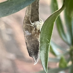 Lehtinelagia prasina at Greenleigh, NSW - 29 Aug 2023 03:51 PM