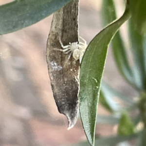 Lehtinelagia prasina at Greenleigh, NSW - 29 Aug 2023 03:51 PM