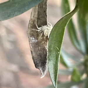 Lehtinelagia prasina at Greenleigh, NSW - 29 Aug 2023
