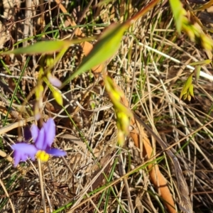 Stypandra glauca at Tuggeranong, ACT - 29 Aug 2023