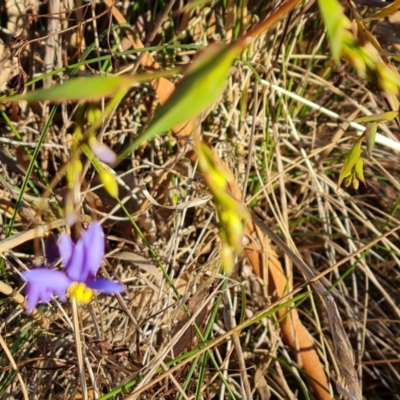 Stypandra glauca (Nodding Blue Lily) at Tuggeranong, ACT - 29 Aug 2023 by Mike