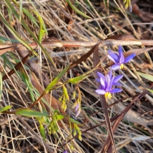 Stypandra glauca at Tuggeranong, ACT - 29 Aug 2023