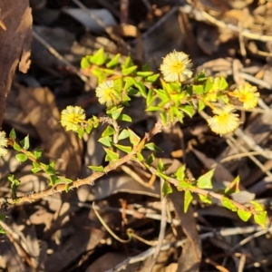 Acacia gunnii at Farrer, ACT - 29 Aug 2023