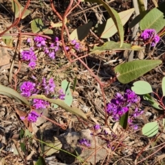 Hardenbergia violacea (False Sarsaparilla) at Tuggeranong, ACT - 29 Aug 2023 by Mike