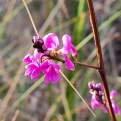 Indigofera australis subsp. australis (Australian Indigo) at Farrer, ACT - 29 Aug 2023 by Mike