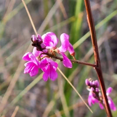 Indigofera australis subsp. australis (Australian Indigo) at Farrer, ACT - 29 Aug 2023 by Mike