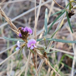 Glycine clandestina at Tuggeranong, ACT - 29 Aug 2023