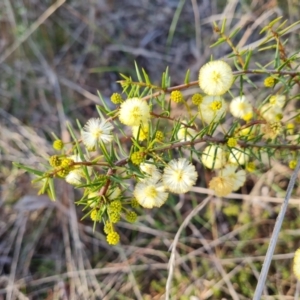 Acacia ulicifolia at Tuggeranong, ACT - 29 Aug 2023