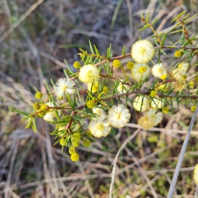 Acacia ulicifolia (Prickly Moses) at Tuggeranong, ACT - 29 Aug 2023 by Mike