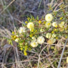 Acacia ulicifolia (Prickly Moses) at Farrer Ridge - 29 Aug 2023 by Mike