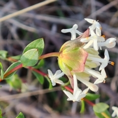 Pimelea linifolia subsp. linifolia (Queen of the Bush, Slender Rice-flower) at Farrer Ridge - 29 Aug 2023 by Mike