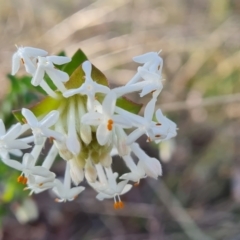 Pimelea linifolia subsp. linifolia at Tuggeranong, ACT - 29 Aug 2023