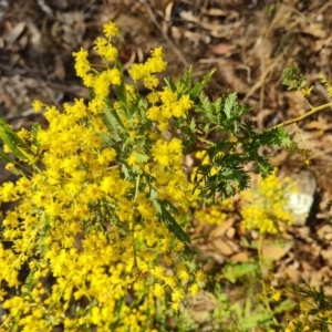 Acacia baileyana x Acacia decurrens at Tuggeranong, ACT - 29 Aug 2023