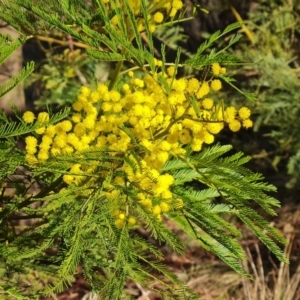 Acacia decurrens at Farrer, ACT - 29 Aug 2023 03:53 PM