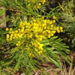 Acacia decurrens (Green Wattle) at Farrer Ridge - 29 Aug 2023 by Mike