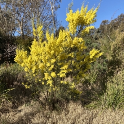 Acacia boormanii (Snowy River Wattle) at Belconnen, ACT - 29 Aug 2023 by JohnGiacon