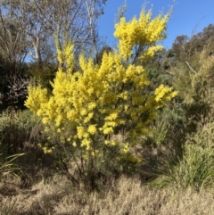 Acacia boormanii (Snowy River Wattle) at Belconnen, ACT - 29 Aug 2023 by JohnGiacon